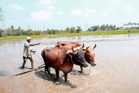 10 challenges faced by agriculture in India
